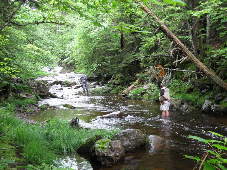 Colour photograph of brook, trees and rocks