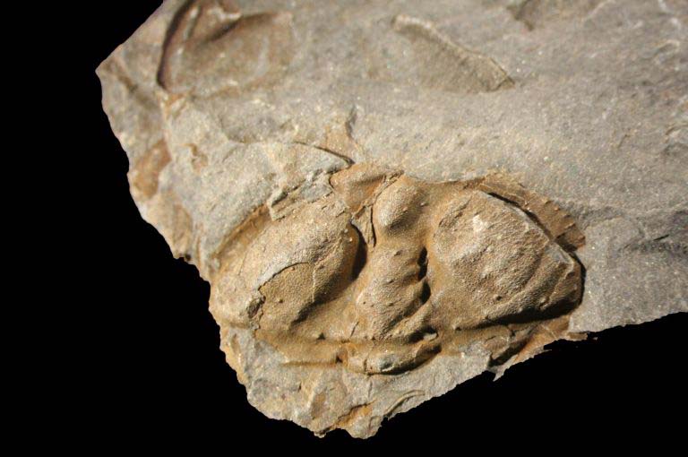 Colour image of brown rock with three fossilized bumps