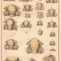 Colour image of twenty-six drawings of fossils