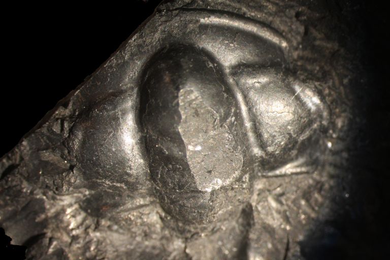 Image couleur de roche brune avec trois bosses fossilisées