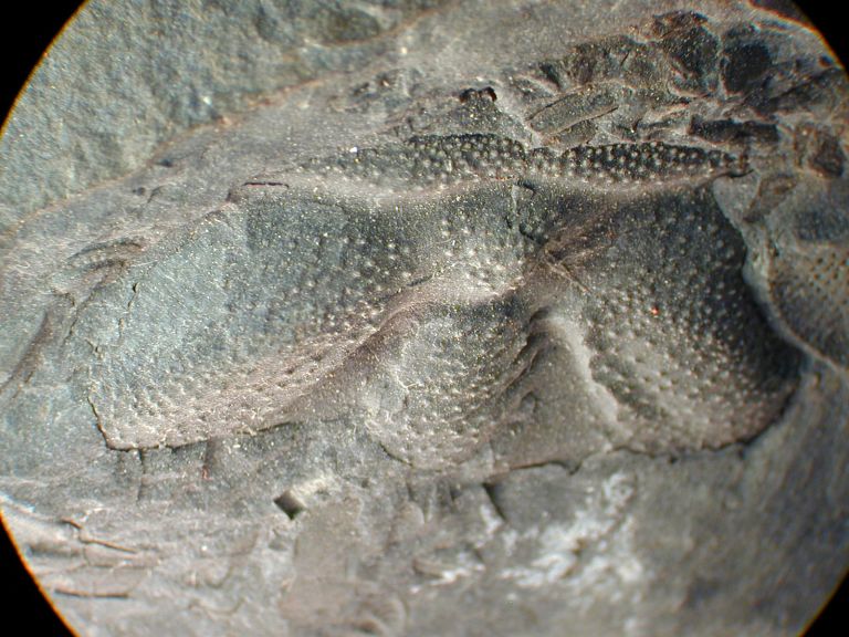Image couleur d’une roche noire avec trois bosses fossilisées