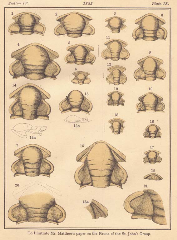 Image couleur de 26 dessins de fossiles