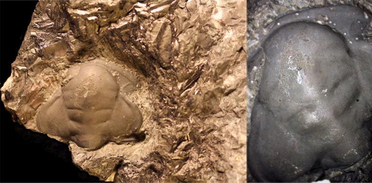 Double image couleur : roche brune avec trois bosses fossilisées et gros plan