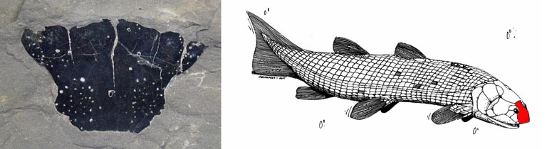 Double image couleur : roche grise avec fossile noir de poisson et dessin de l’animal