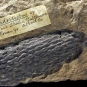 Double image couleur : roche grise avec fossile noir de nez de poisson et dessin de l’animal (partie du nez en rouge)