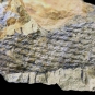 Image couleur de roche brune avec plusieurs fossiles de plante