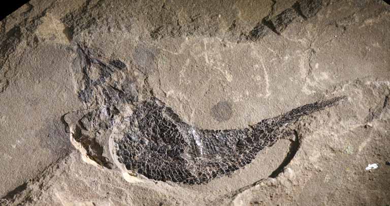 Image couleur de roche brune avec fossile noir de poissons
