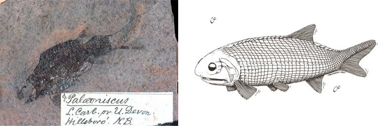 Double image couleur : roche brune avec fossile noir de poissons et dessin de poisson