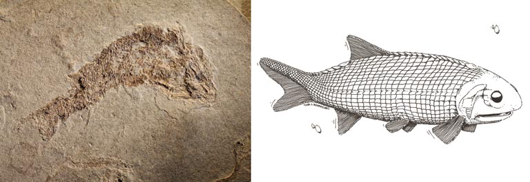 Double image couleur : roche brune avec fossile noir de poissons et dessin de poisson
