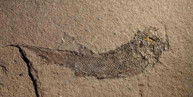Image couleur de roche brune avec fossile noir de poissons