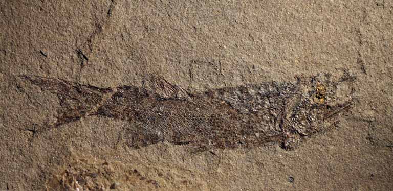 Image couleur de roche brune avec fossile noir de poissons