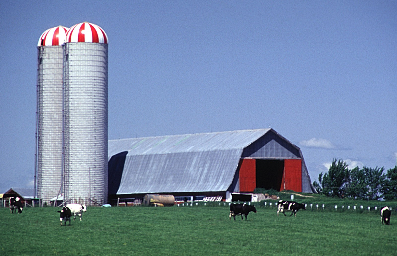 Photographie couleur d’une grange, d’un silo et de vaches en été