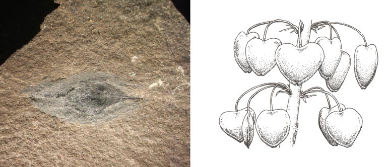 Image couleur double d’une roche avec une forme ovale noire et d’un croquis de graines