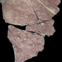 Photographie couleur d’une roche rouge avec des protubérances en forme d’empreintes