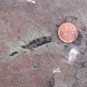 Photographie couleur d’une roche rouge avec une petite forme noire à côté d’une pièce en cuivre d’un cent