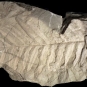 Photographie couleur d’une roche grise avec des fossiles bruns de feuilles