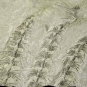 Photographie couleur d’une roche grise avec trois rangées de fossiles noirs de feuilles