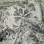 Photographie couleur d’une roche grise avec de nombreux fossiles noirs de feuilles