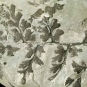 Photographie couleur d’une roche grise avec des fossiles noirs de feuilles de fougère