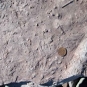Photographie couleur d’une roche grise avec des protubérances provenant de végétaux et d’empreintes et une pièce d’un cent en cuivre