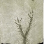 Photographie couleur d’une roche grise avec le fossile noir d’une feuille en Y