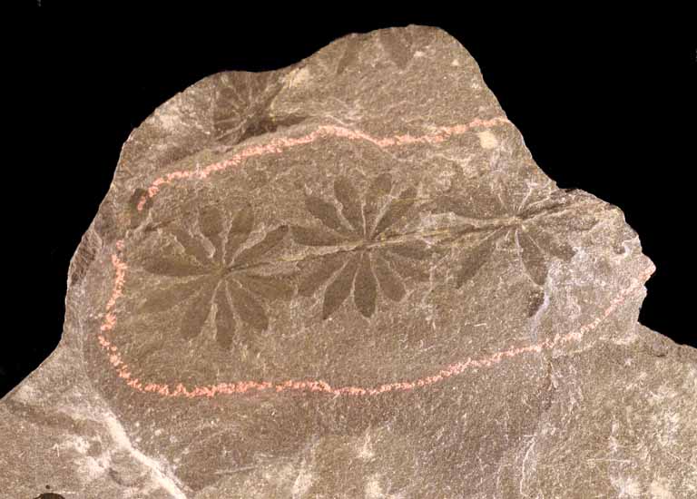 Photographie couleur d’une roche grise avec des fossiles noirs de feuilles entourés d’une ligne rose