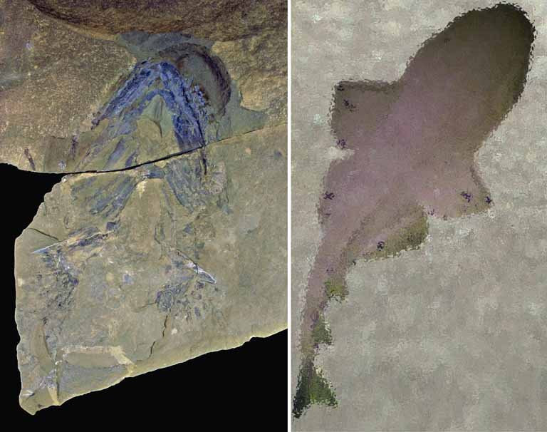 Colour images of fossilized fish and bones