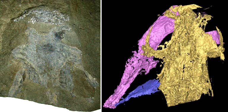 Colour images of braincase fossil and ct scan imagery