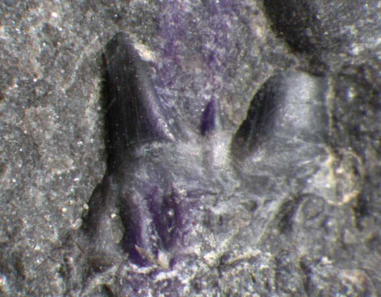 Colour image of black rock with fossilized teeth