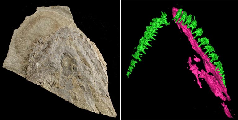 Images couleur de dents fossilisées et imagerie de tomodensitogramme