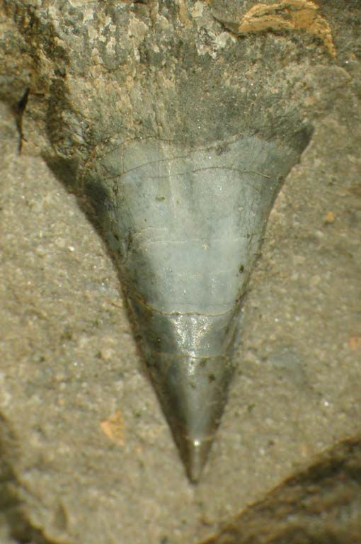 Image couleur de dent de poisson fossilisé