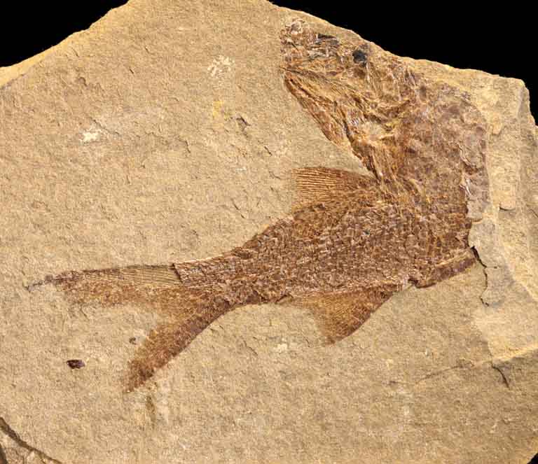 Colour image of brown rock with fossilized fish