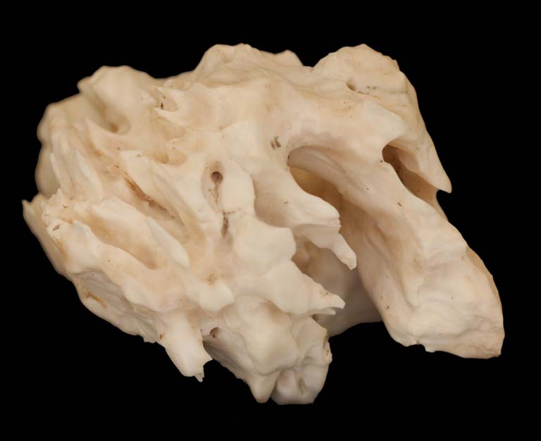 Colour image of white rock with deep, diagonal pores