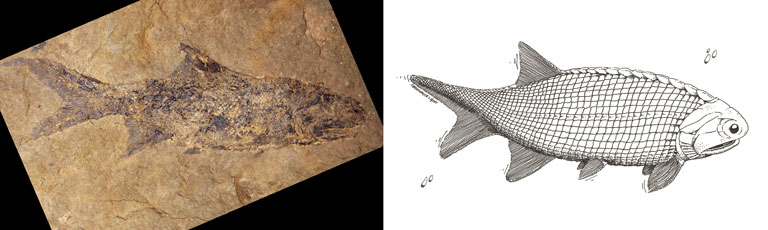 Double colour image of brown rock with clear, black fish fossil and drawing of fish in life