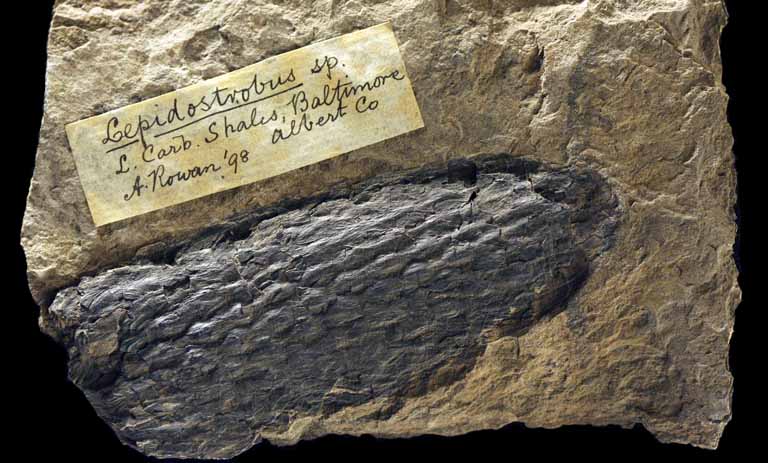 Colour image of brown rock with fossilized black plant