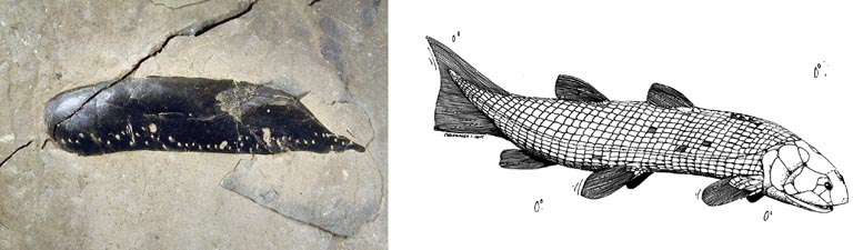 Double colour image of gray rock with black fish fossil and drawing of fish in life
