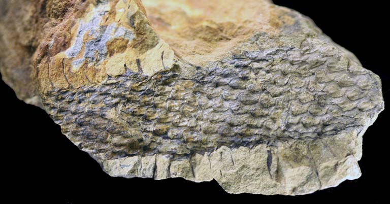Colour image of gray rock with plant fossil