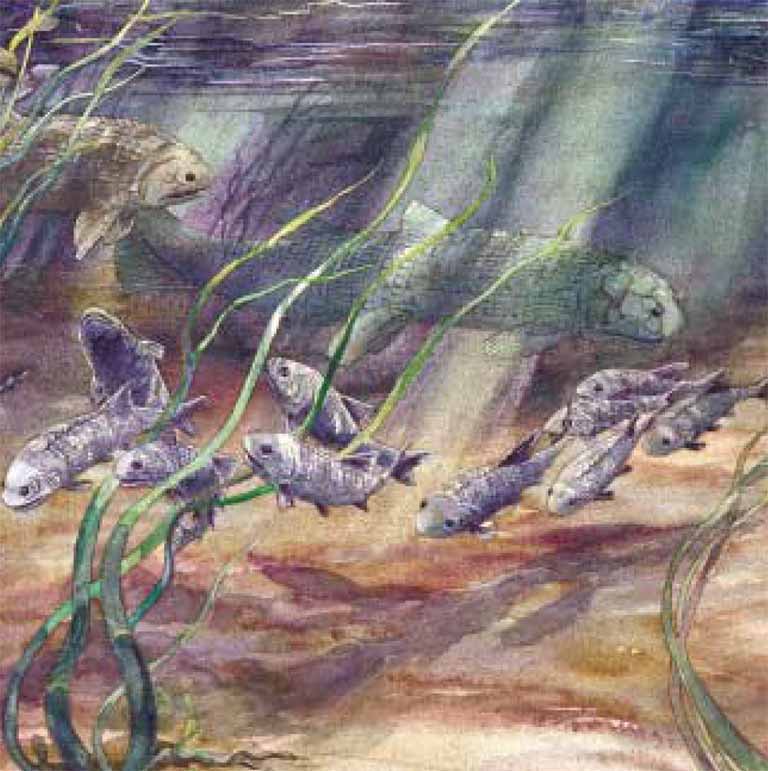 Colour image of water, fish and plants