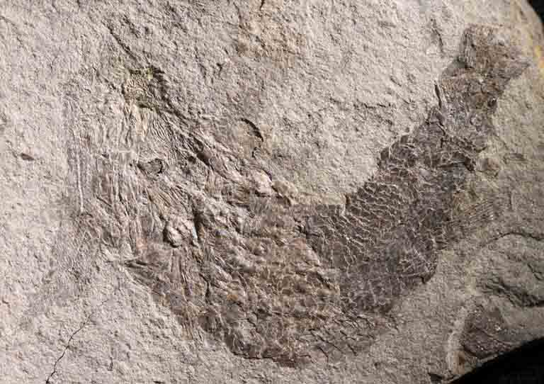 Colour image of brown rock with black fish fossil