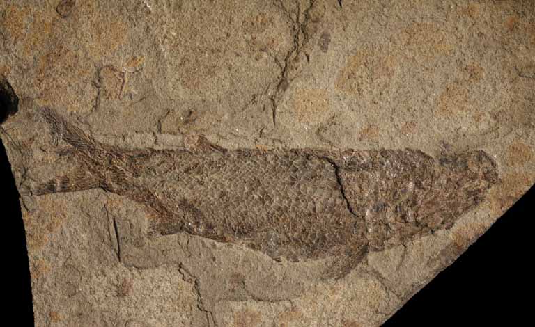 Colour image of brown rock with black fish fossil