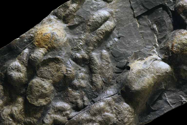 Colour image of gray rock with raised bumps
