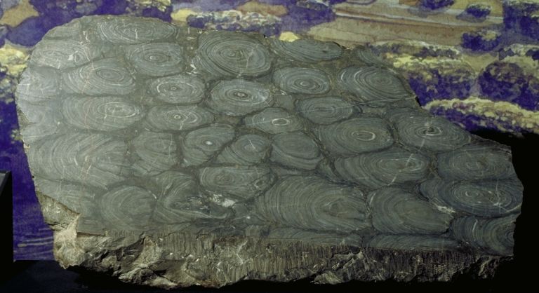 Colour image of gray rock with light gray circles