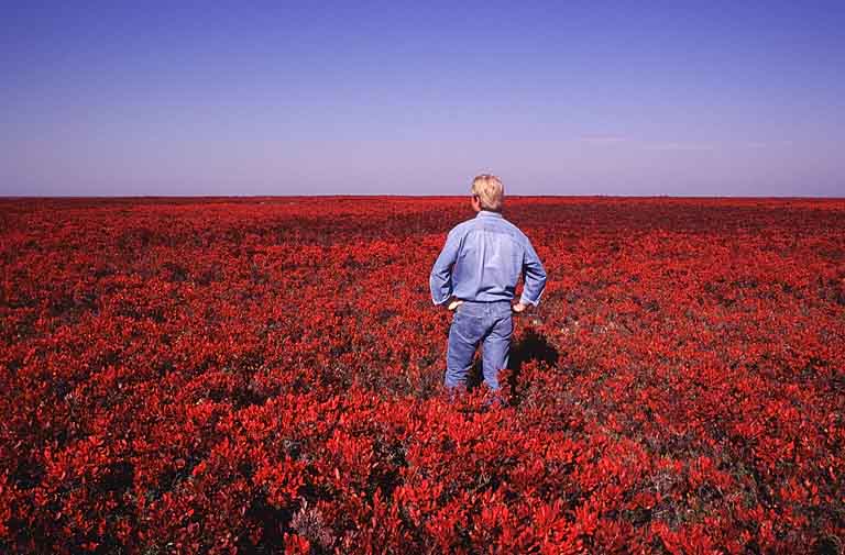 Photographie couleur d’un homme en bleu debout dans un champ de végétaux rouges
