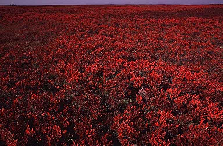 Photographie couleur d’un champ de végétaux rouges