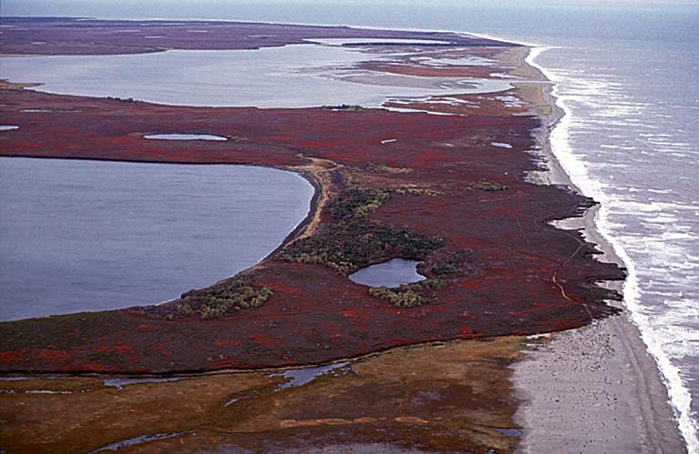 Photographie couleur d’une plage au bord de l’océan avec de la végétation orange et rouge