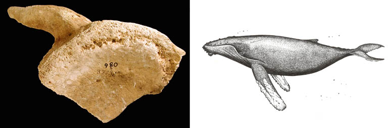 Double colour image of a brown bone with a sketch of a whale