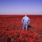 Colour photograph of a man in blue clothes standing in a field of red plants