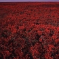 Colour photograph of a field of red plants