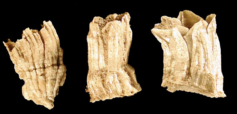 Colour photograph of rectangular white shells of barnacles