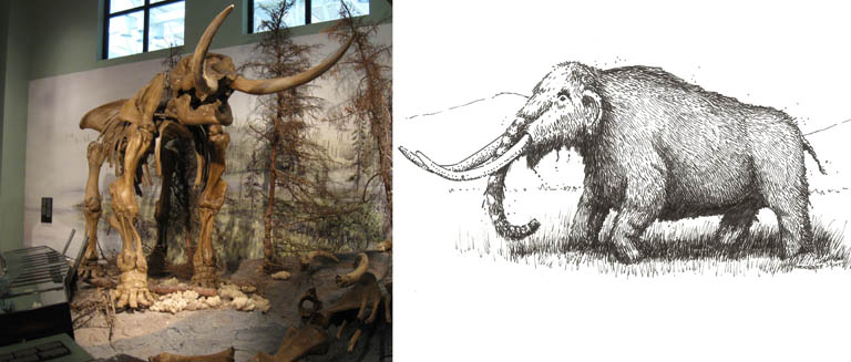 Double colour image of a brown skeleton standing in front of trees with a sketch of a mastodon